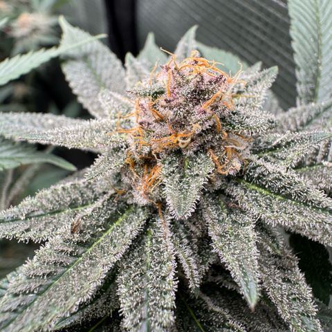 Super Buff Cherry #26  (4) growlog timeline photo