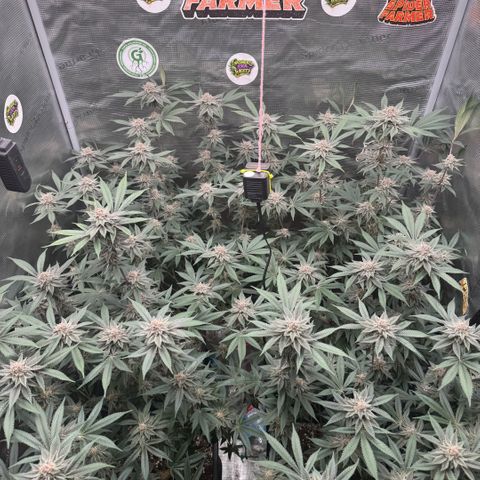 Super Buff Cherry #26  (4) growlog timeline photo