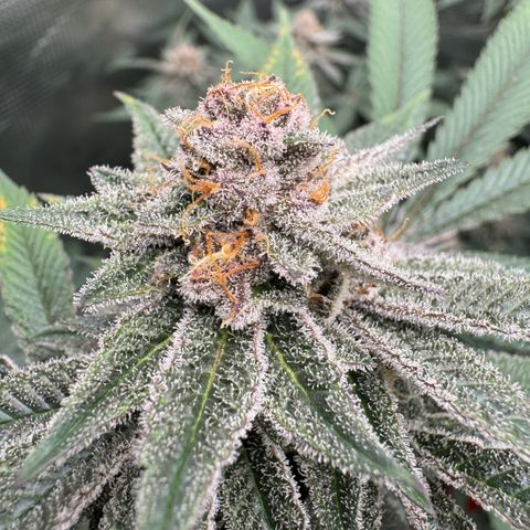 Super Buff Cherry #26  (4) growlog timeline photo