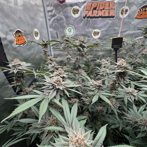 Super Buff Cherry #26  (4) growlog timeline photo
