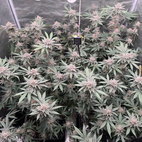 Super Buff Cherry #26  (4) growlog timeline photo