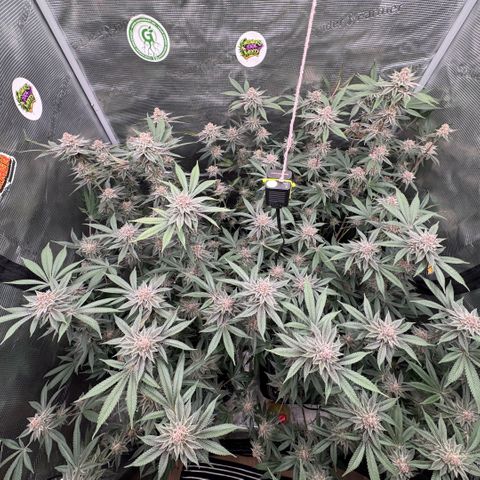 Super Buff Cherry #26  (4) growlog timeline photo