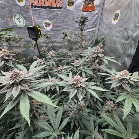 Super Buff Cherry #26  (4) growlog timeline photo