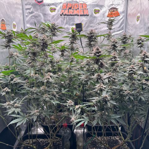 Super Buff Cherry #26  (4) growlog timeline photo