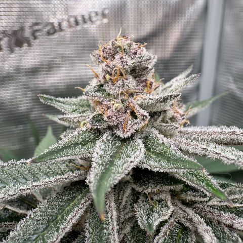 Super Buff Cherry #26  (4) growlog timeline photo