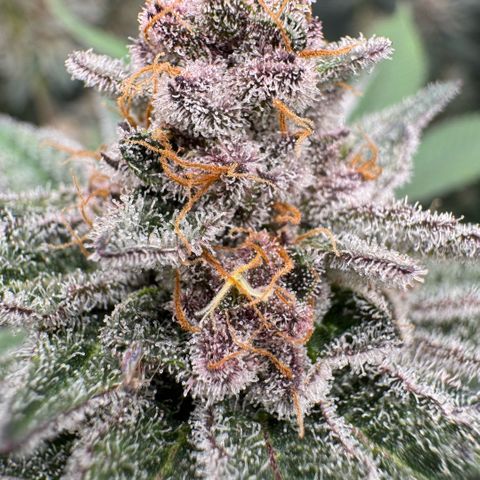 Super Buff Cherry #26  (4) growlog timeline photo