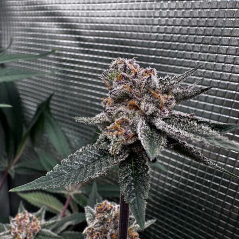 Super Buff Cherry #26  (4) growlog timeline photo