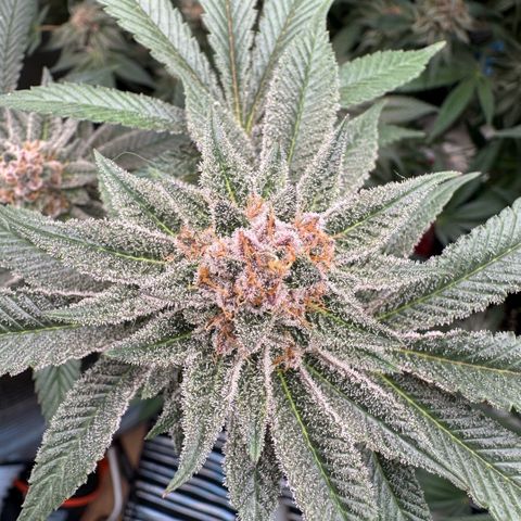 Super Buff Cherry #26  (4) growlog timeline photo