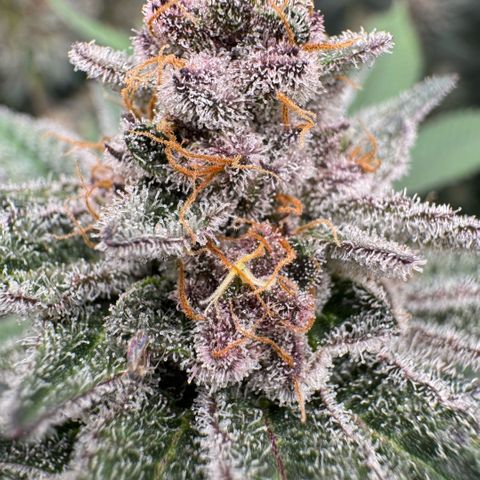 Super Buff Cherry #26  (4) growlog timeline photo