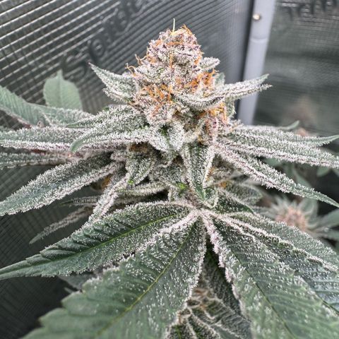 Super Buff Cherry #26  (4) growlog timeline photo