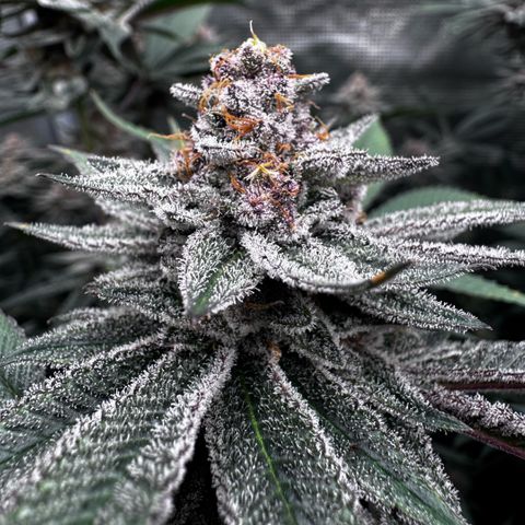 Super Buff Cherry #26  (4) growlog timeline photo
