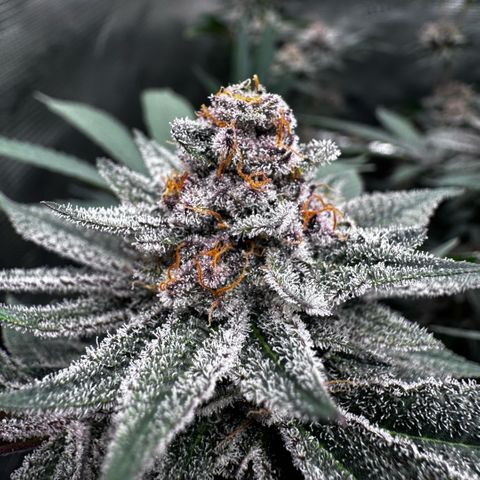 Super Buff Cherry #26  (4) growlog timeline photo