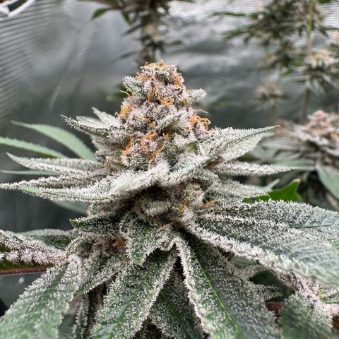 Super Buff Cherry #26  (4) growlog timeline photo