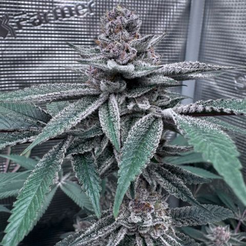 Super Buff Cherry #26  (4) growlog timeline photo