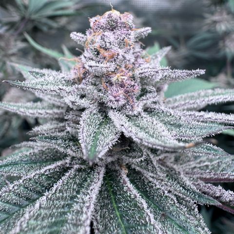 Super Buff Cherry #26  (4) growlog timeline photo