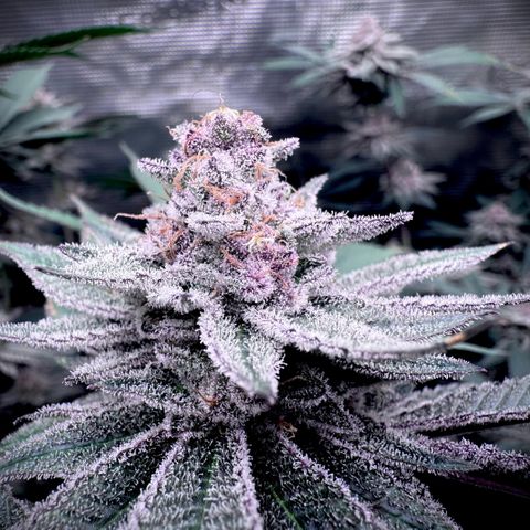 Super Buff Cherry #26  (4) growlog timeline photo