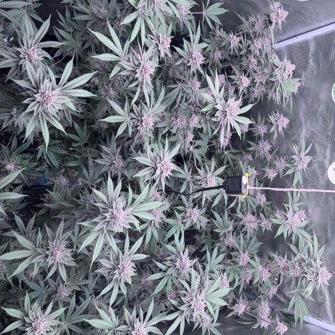 Super Buff Cherry #26  (4) growlog timeline photo