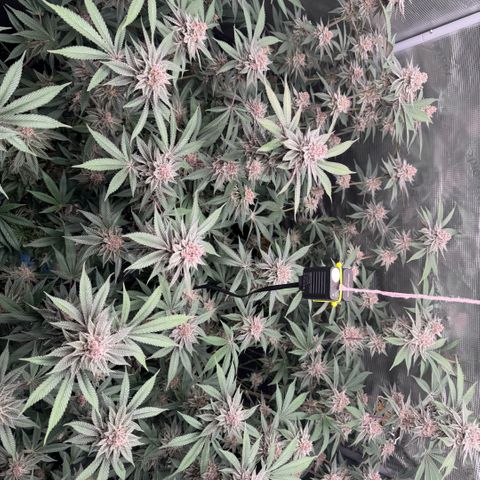 Super Buff Cherry #26  (4) growlog timeline photo