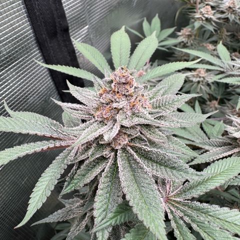 Super Buff Cherry #26  (4) growlog timeline photo