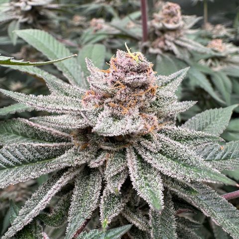 Super Buff Cherry #26  (4) growlog timeline photo