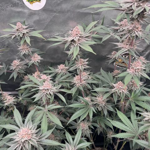 Super Buff Cherry #26  (4) growlog timeline photo