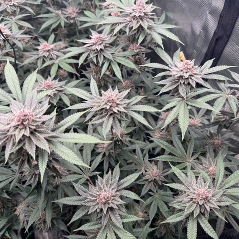 Super Buff Cherry #26  (4) growlog timeline photo