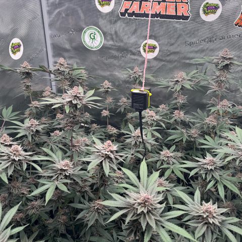 Super Buff Cherry #26  (4) growlog timeline photo