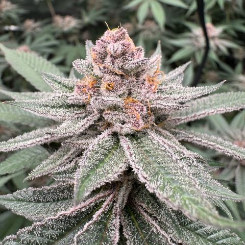 Super Buff Cherry #26  (4) growlog timeline photo