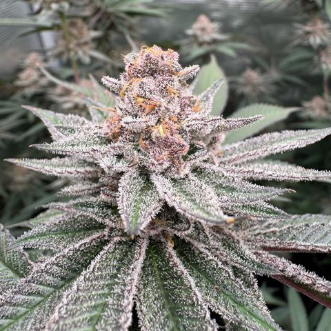 Super Buff Cherry #26  (4) growlog timeline photo