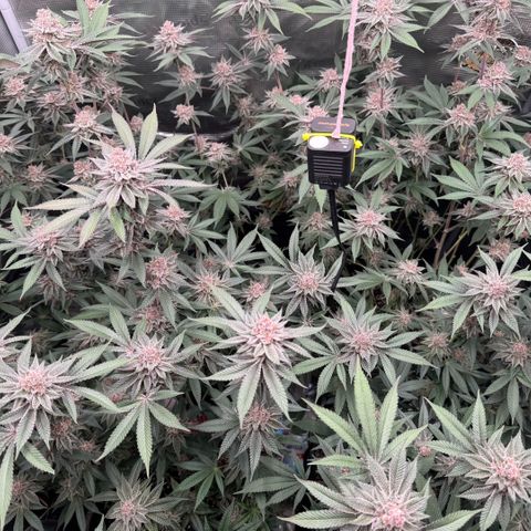 Super Buff Cherry #26  (4) growlog timeline photo