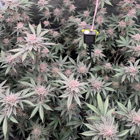 Super Buff Cherry #26  (4) growlog timeline photo