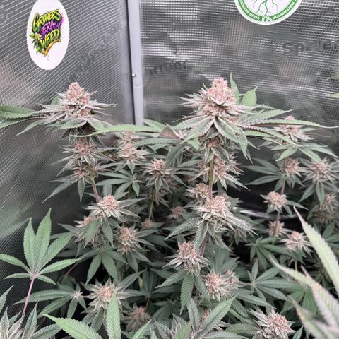 Super Buff Cherry #26  (4) growlog timeline photo