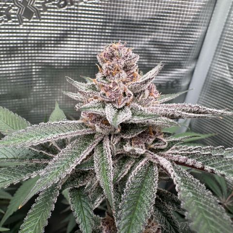 Super Buff Cherry #26  (4) growlog timeline photo