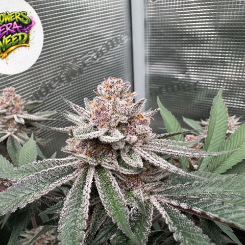 Super Buff Cherry #26  (4) growlog timeline photo