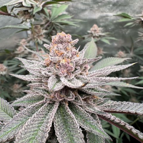 Super Buff Cherry #26  (4) growlog timeline photo