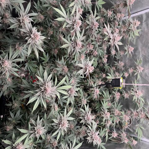 Super Buff Cherry #26  (4) growlog timeline photo