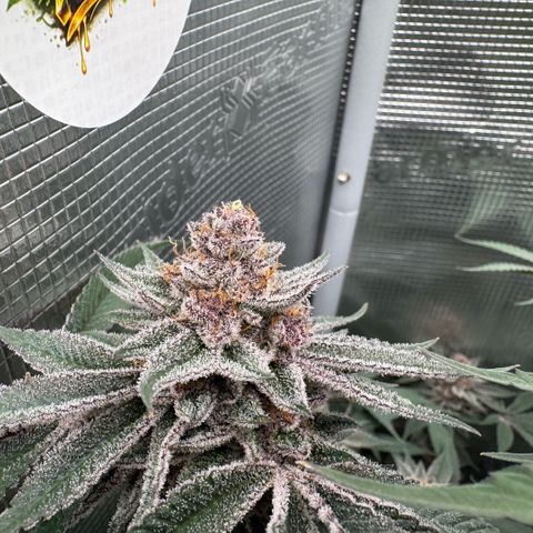 Super Buff Cherry #26  (4) growlog timeline photo
