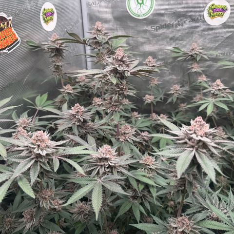 Super Buff Cherry #26  (4) growlog timeline photo