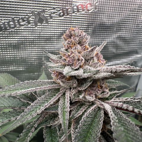 Super Buff Cherry #26  (4) growlog timeline photo
