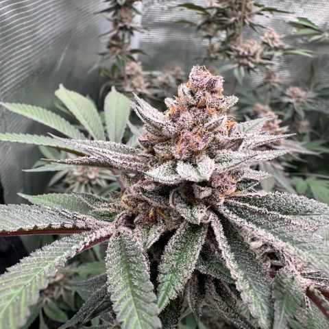 Super Buff Cherry #26  (4) growlog timeline photo