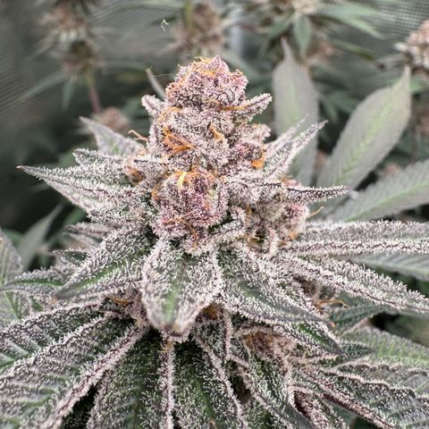 Super Buff Cherry #26  (4) growlog timeline photo
