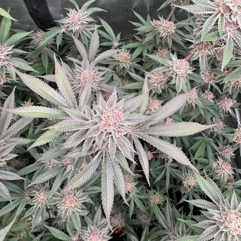 Super Buff Cherry #26  (4) growlog timeline photo