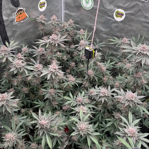 Super Buff Cherry #26  (4) growlog timeline photo