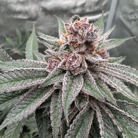 Super Buff Cherry #26  (4) growlog timeline photo