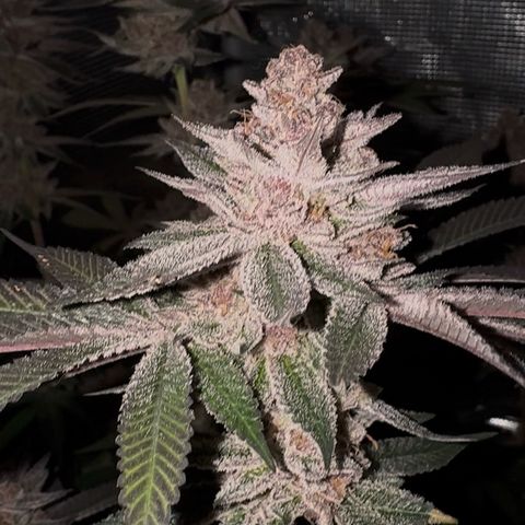 Super Buff Cherry #26  (4) growlog timeline photo