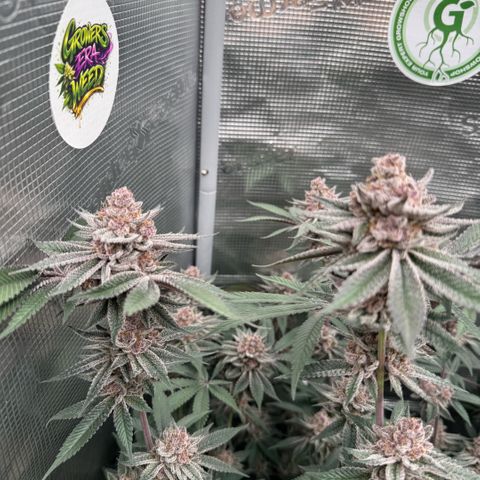 Super Buff Cherry #26  (4) growlog timeline photo