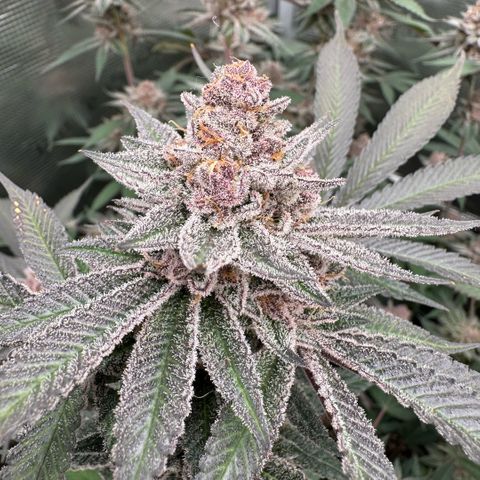 Super Buff Cherry #26  (4) growlog timeline photo