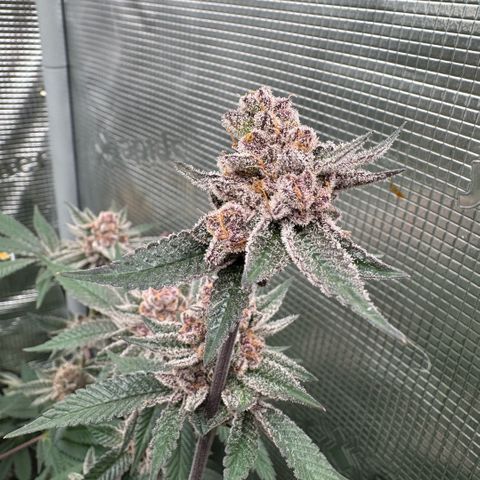 Super Buff Cherry #26  (4) growlog timeline photo