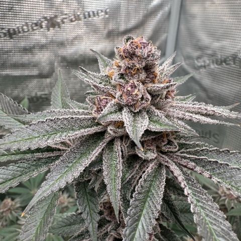 Super Buff Cherry #26  (4) growlog timeline photo