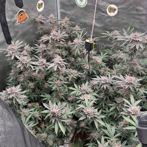 Super Buff Cherry #26  (4) growlog timeline photo